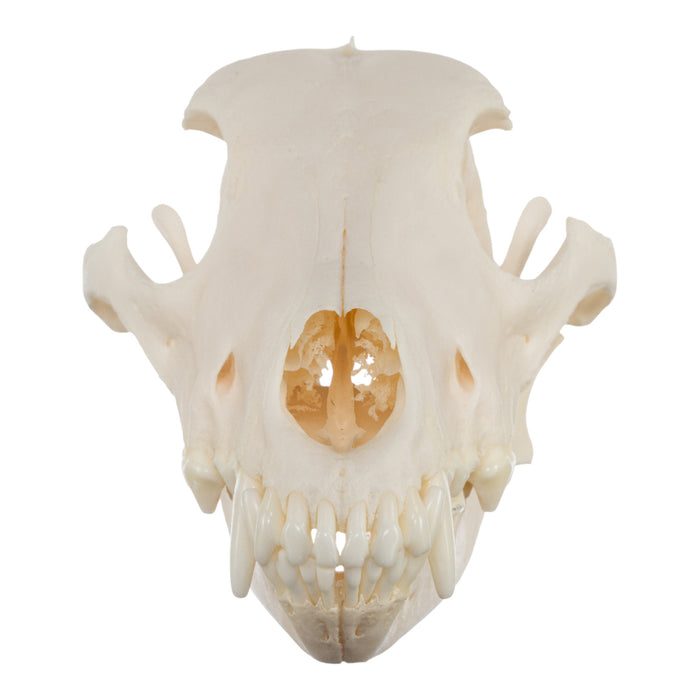Real Domestic Dog Skull - Husky