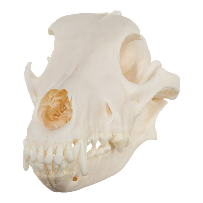 Real Domestic Dog Skull - Husky