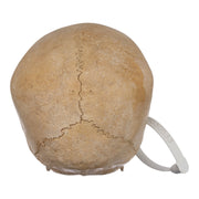 Real Human Child Skull