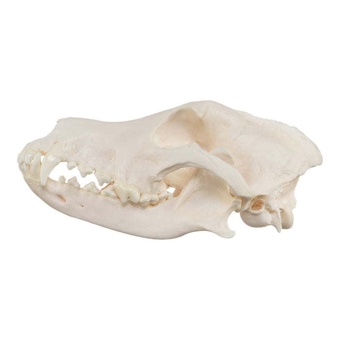 Real Domestic Dog Skull - Husky