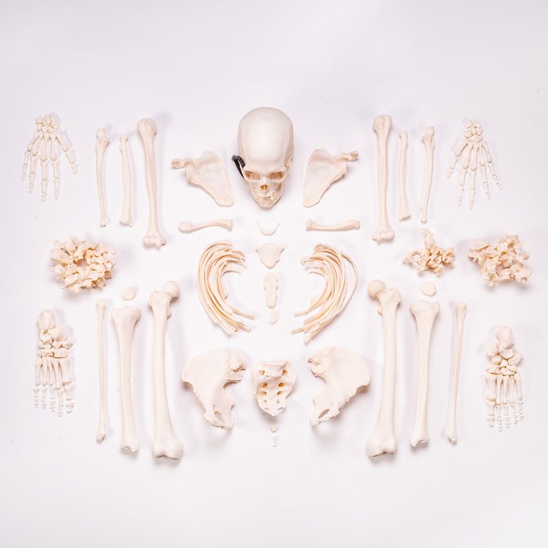 Real Human Skeleton - Custom Disarticulated