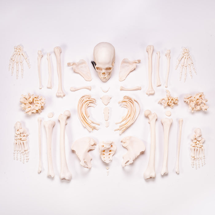 Real Human Skeleton - Custom Disarticulated