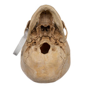 Real Human Child Skull