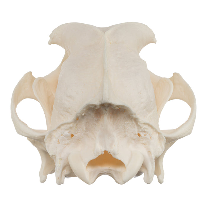 Real Domestic Dog Skull - Husky