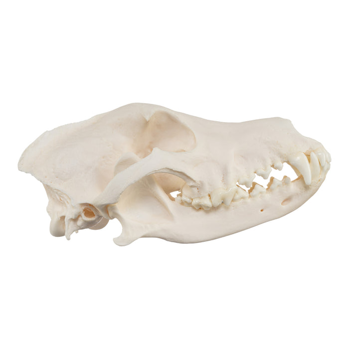 Real Domestic Dog Skull - Husky