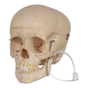 Real Human Child Skull