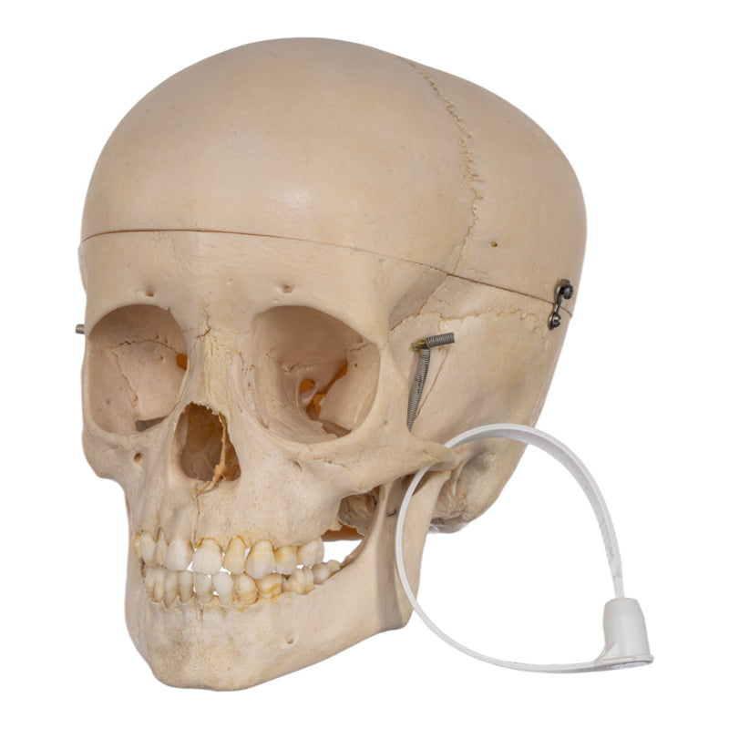 Real Human Child Skull
