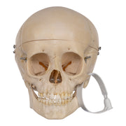 Real Human Child Skull