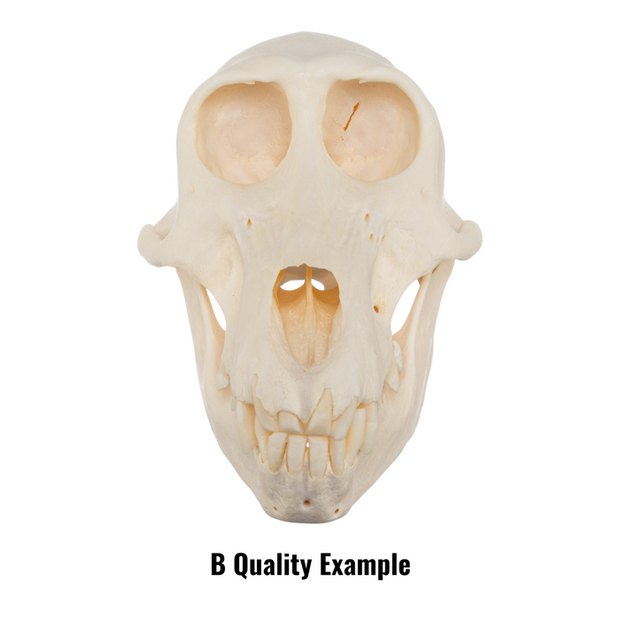 Real Chacma Baboon Skull - Juvenile
