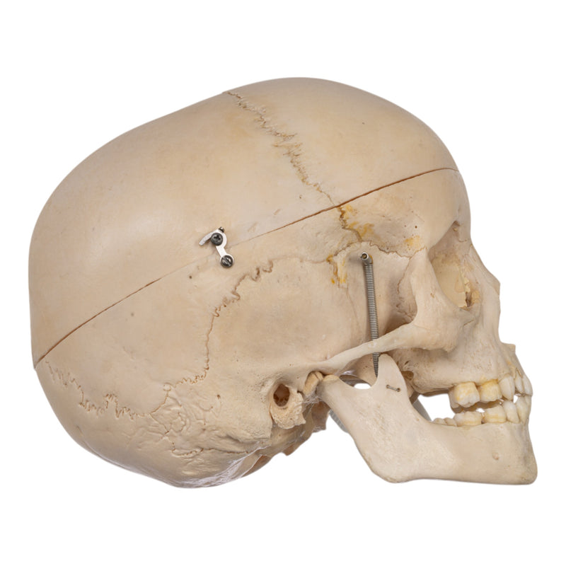 Real Human Child Skull