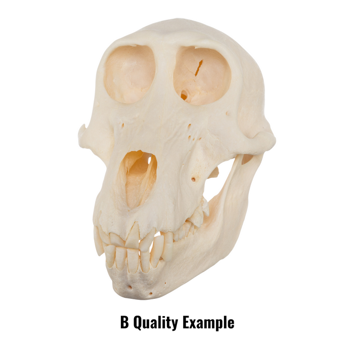 Real Chacma Baboon Skull - Juvenile