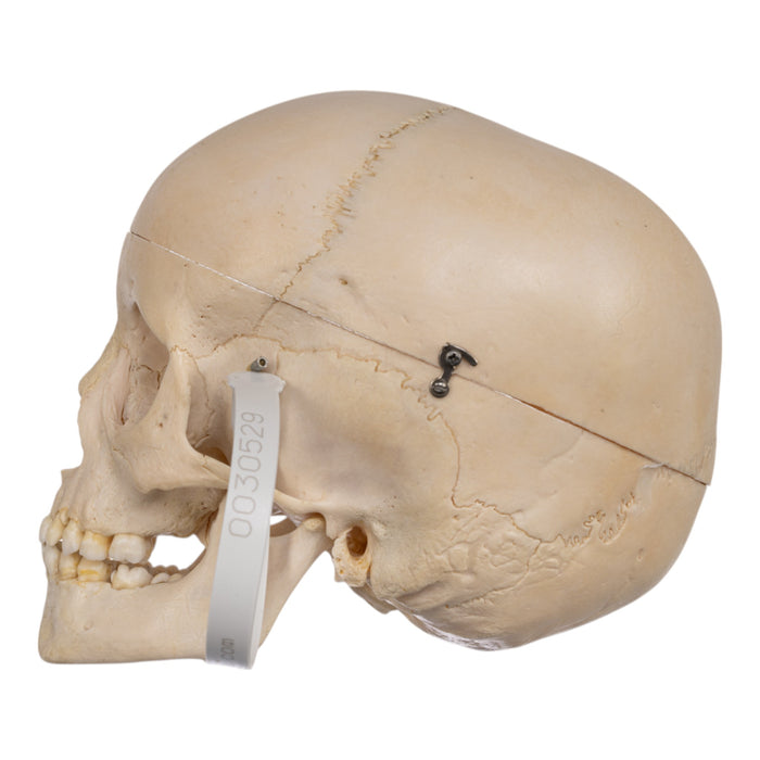 Real Human Child Skull