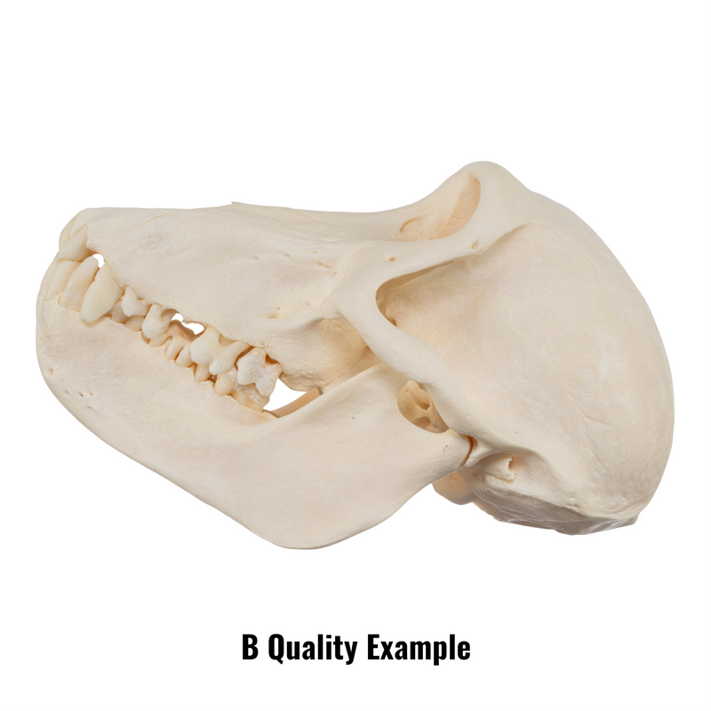 Real Chacma Baboon Skull - Juvenile