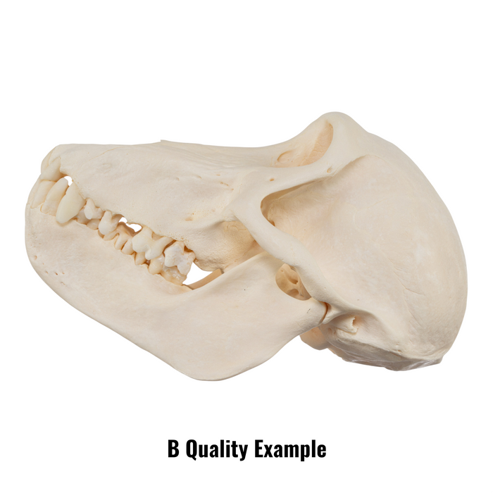 Real Chacma Baboon Skull - Juvenile