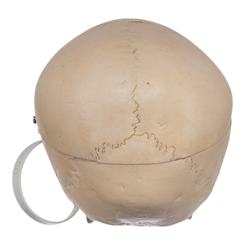 Real Human Child Skull