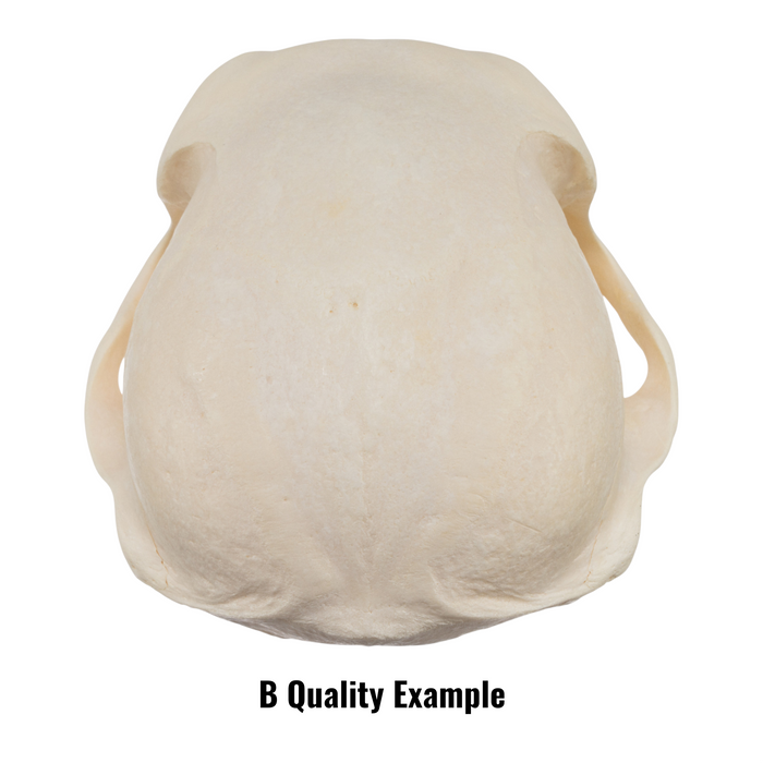 Real Chacma Baboon Skull - Juvenile