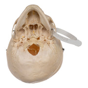 Real Human Child Skull