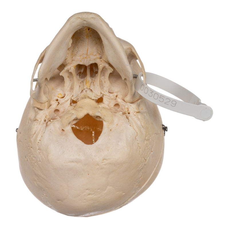 Real Human Child Skull