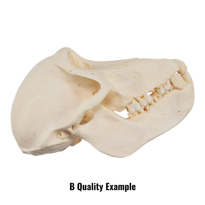 Real Chacma Baboon Skull - Juvenile