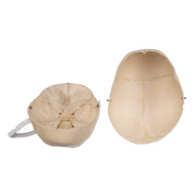 Real Human Child Skull