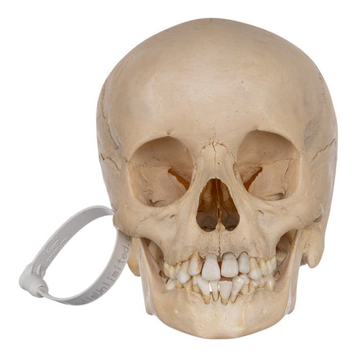 Real Human Child Skull