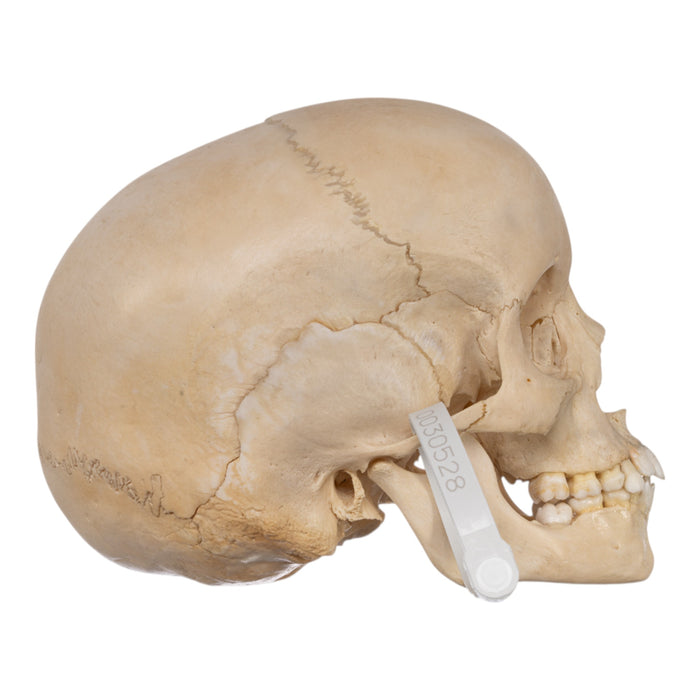 Real Human Child Skull