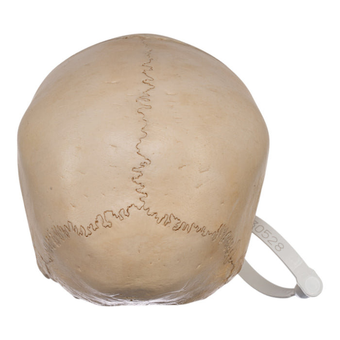 Real Human Child Skull