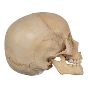 Real Human Child Skull