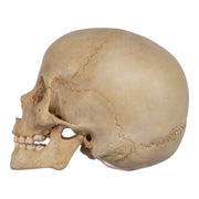 Real Human Child Skull