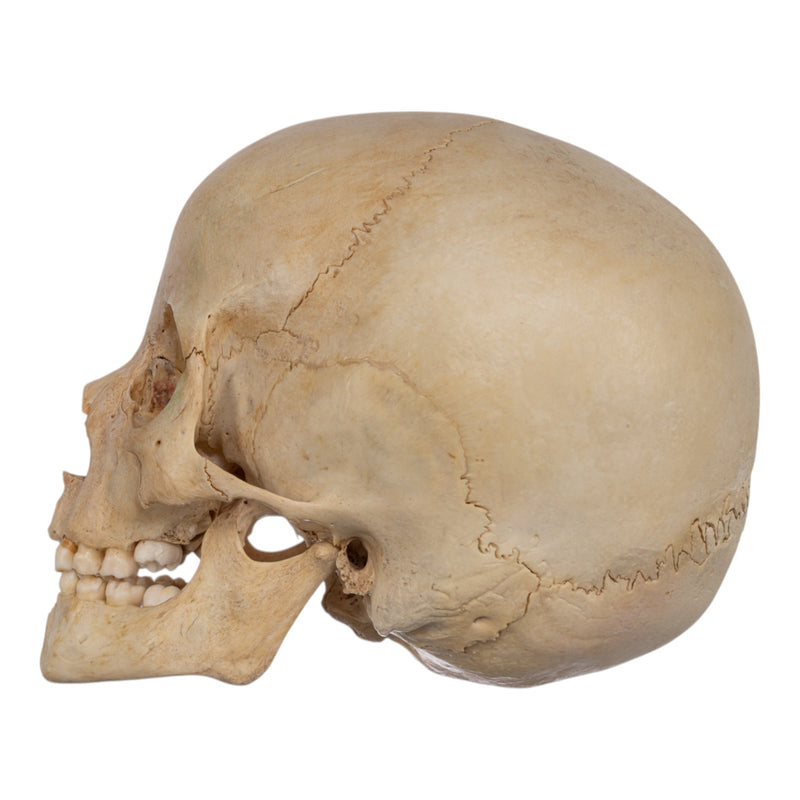 Real Human Child Skull