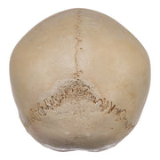 Real Human Child Skull