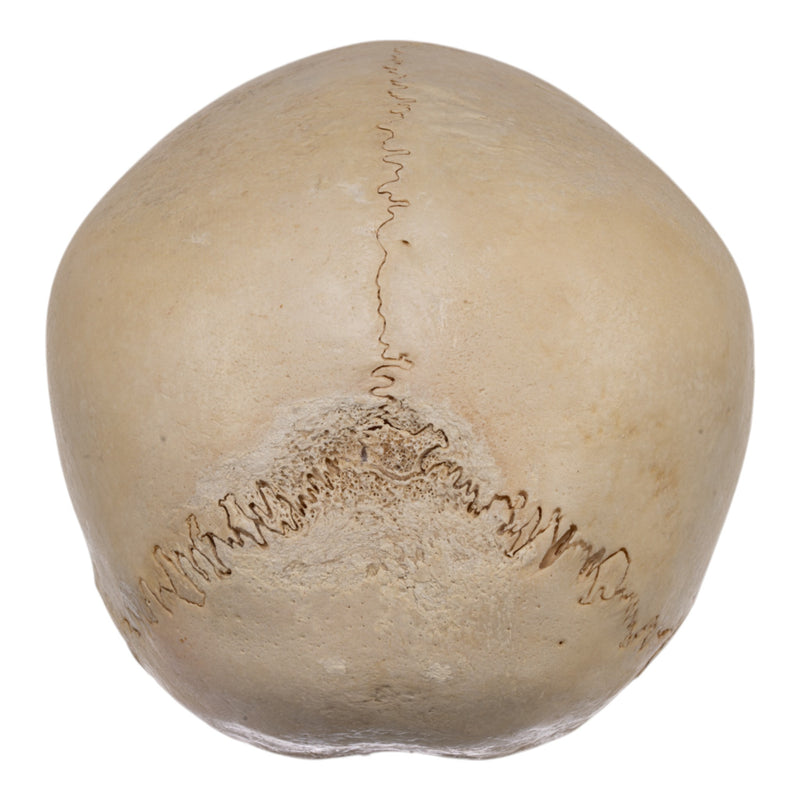 Real Human Child Skull