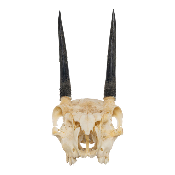 Real Steenbok Skull