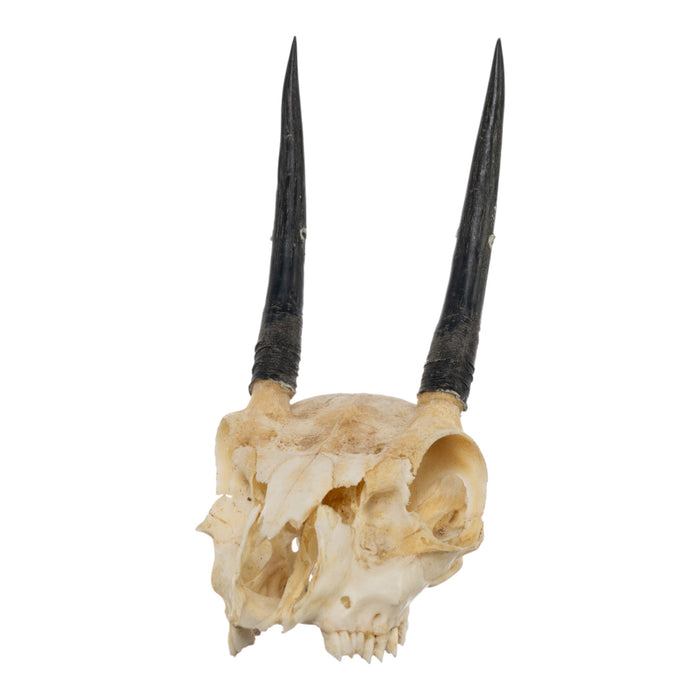 Real Steenbok Skull