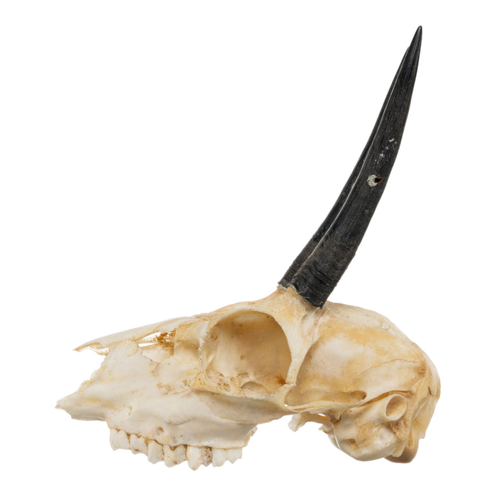 Real Steenbok Skull