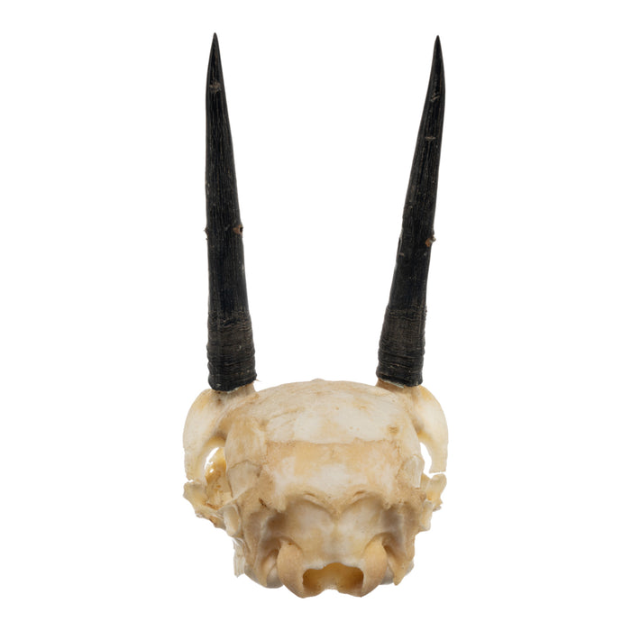 Real Steenbok Skull