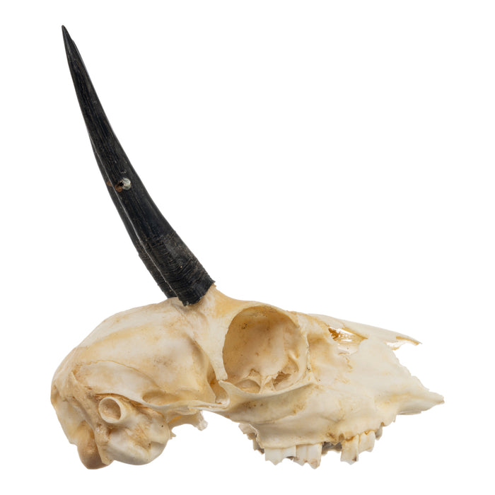 Real Steenbok Skull