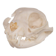 Real Domestic Cat Skull - Periodontal