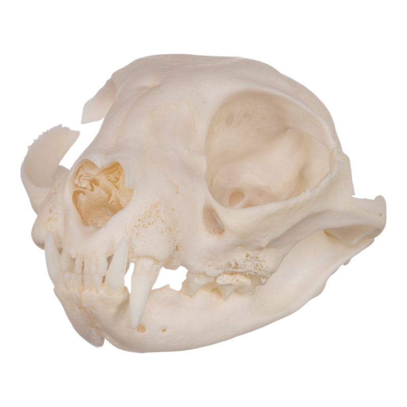 Real Domestic Cat Skull - Periodontal