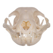 Real Domestic Cat Skull - Periodontal