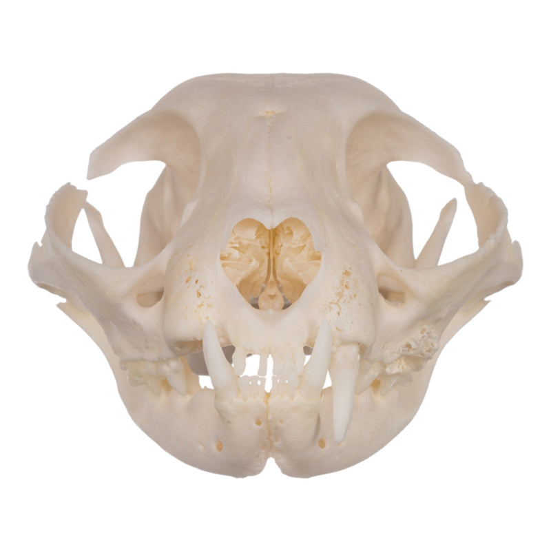 Real Domestic Cat Skull - Periodontal