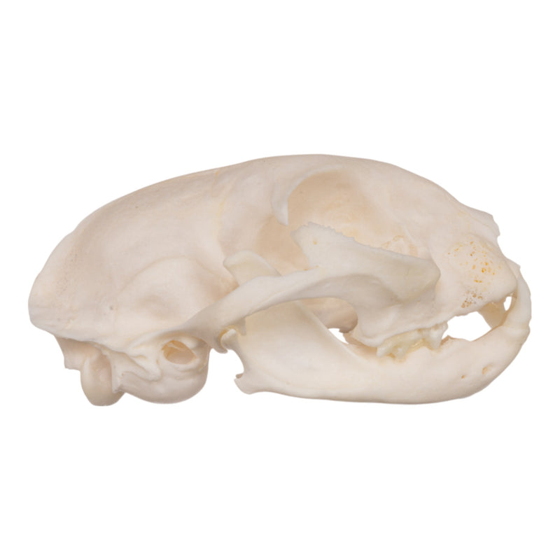 Real Domestic Cat Skull - Periodontal