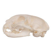 Real Domestic Cat Skull - Periodontal