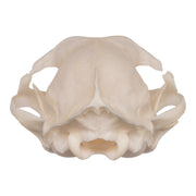 Real Domestic Cat Skull - Periodontal
