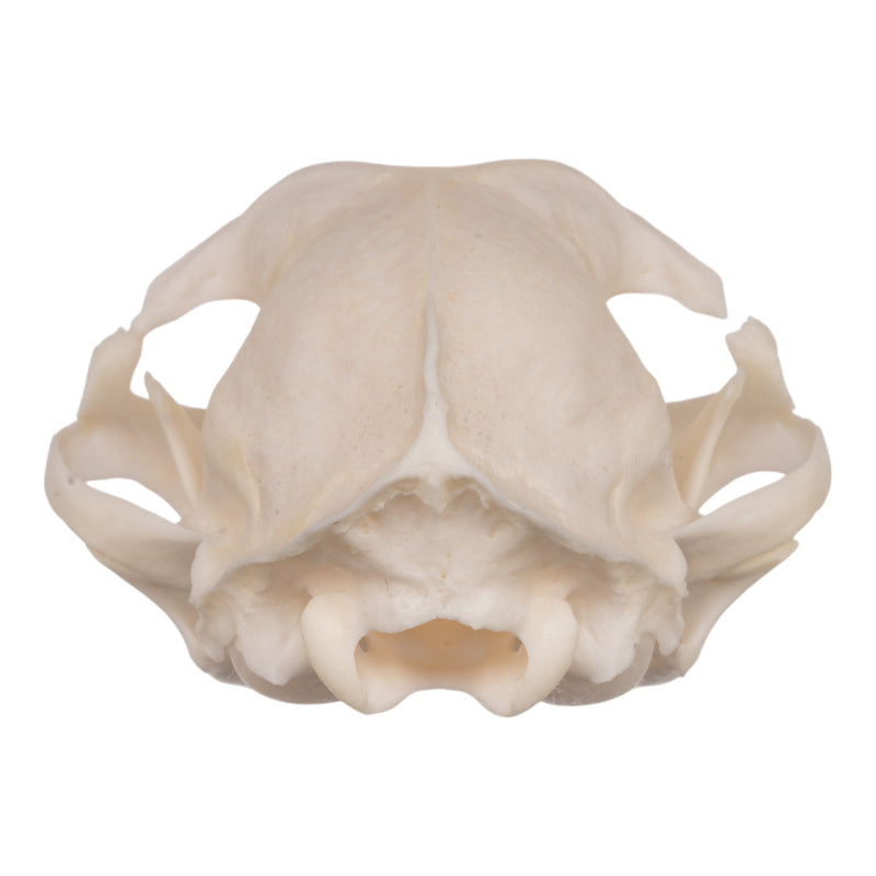 Real Domestic Cat Skull - Periodontal