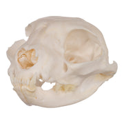 Real Domestic Cat Skull - Periodontal