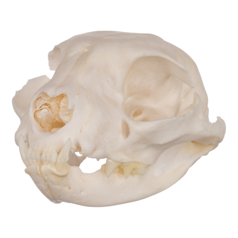 Real Domestic Cat Skull - Periodontal