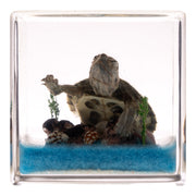 Real Turtle in Acrylic Cube