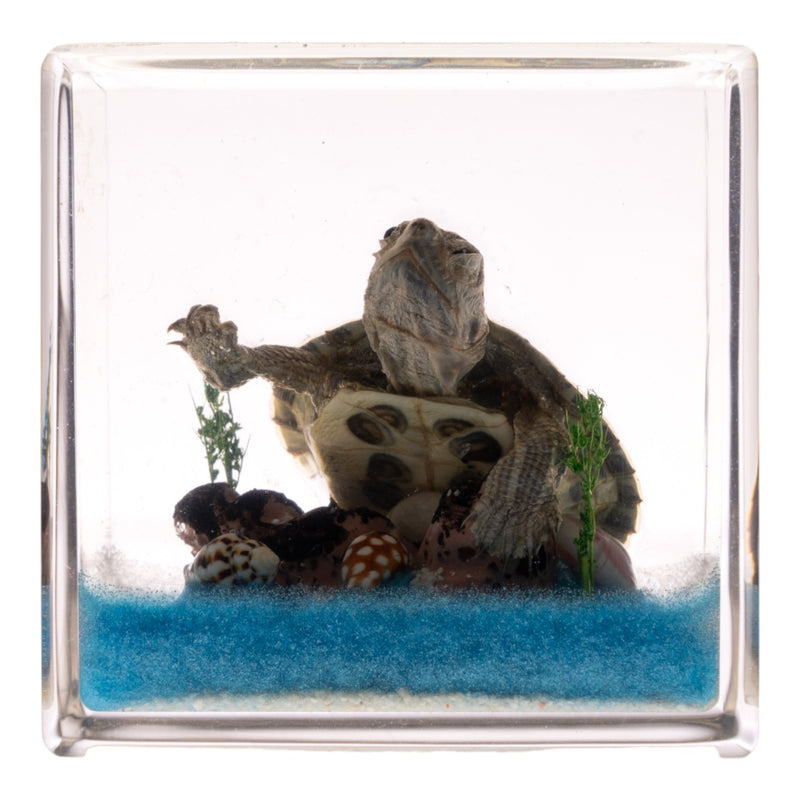 Real Turtle in Acrylic Cube
