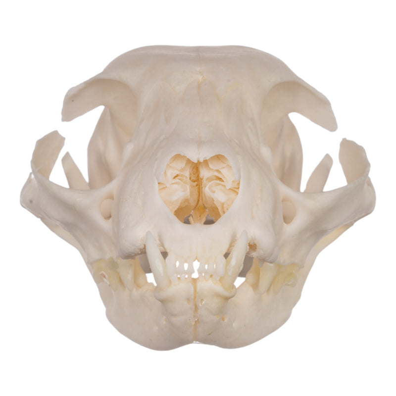Real Domestic Cat Skull - Periodontal